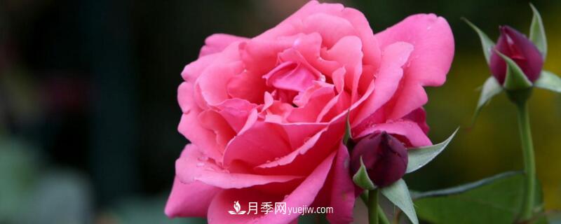 月季的花瓣有什么作用？月季花瓣的4大作用(圖1)