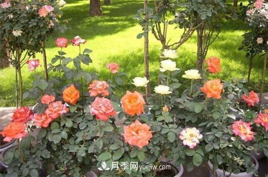 月季花什么時候開？南陽月季花期4～11月(圖1)