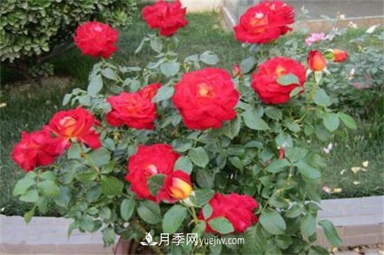 月季花什么時候開？南陽月季花期4～11月(圖2)