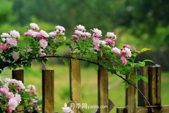 藤本月季的種植方法與養(yǎng)護(hù)辦法，適當(dāng)修剪更勤花(圖3)