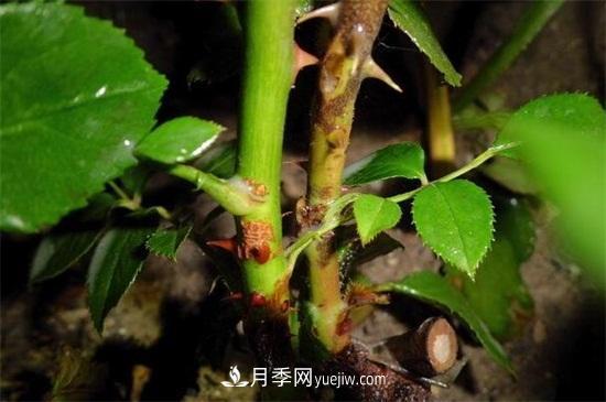 造成月季只長(zhǎng)枝條而不開(kāi)花有(圖2)