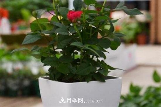 盆栽玫瑰花冬天怎么養(yǎng)？盆栽玫瑰冬天養(yǎng)護方法(圖1)