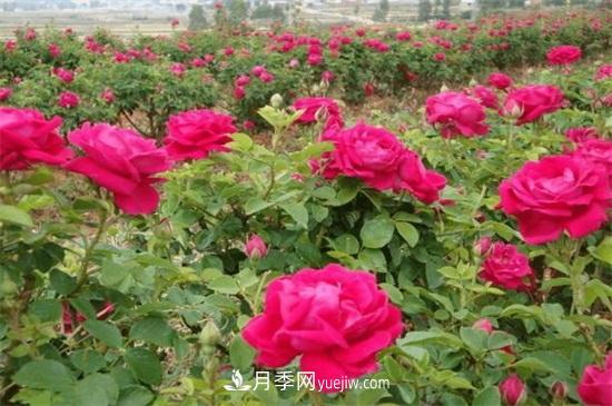 盆栽玫瑰花冬天怎么養(yǎng)？盆栽玫瑰冬天養(yǎng)護方法(圖2)