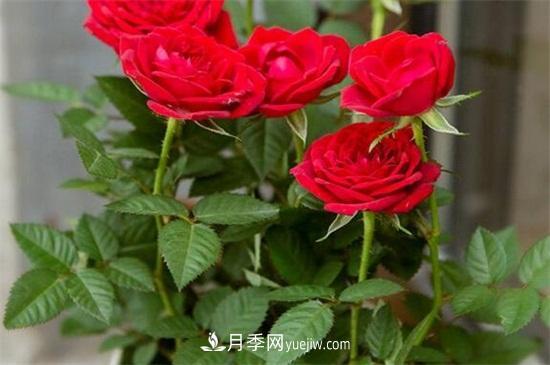 玫瑰花怎么養(yǎng)護？五步教你養(yǎng)好玫瑰花(圖2)