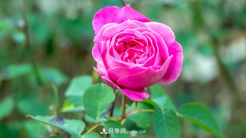 玫瑰花怎么養(yǎng)護？五步教你養(yǎng)好玫瑰花(圖1)