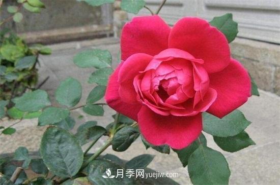 玫瑰花怎么養(yǎng)護？五步教你養(yǎng)好玫瑰花(圖3)