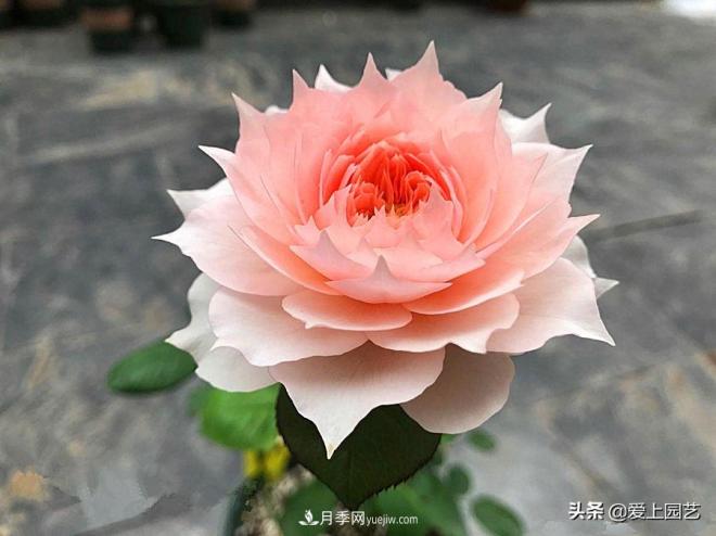 盤點那些比荷花還美的月季，讓荷花無路可走(圖1)