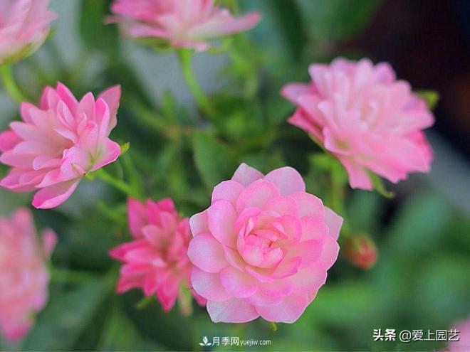 盤點那些比荷花還美的月季，讓荷花無路可走(圖3)