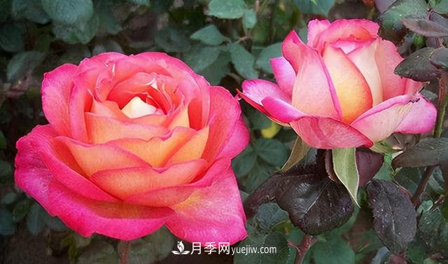 無水不文章！你平時的月季澆水方法對了嗎？(圖1)