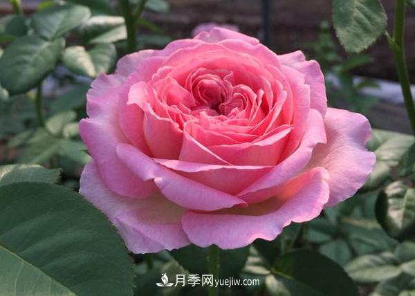 養(yǎng)壯根，才能長(zhǎng)得壯，月季日常養(yǎng)護(hù)技巧(圖1)