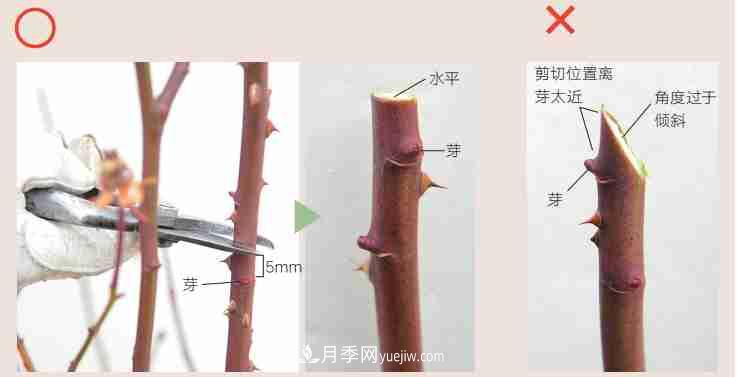 月季栽培養(yǎng)護(hù)指南，手把手教你冬季大花月季的修剪方法(圖3)