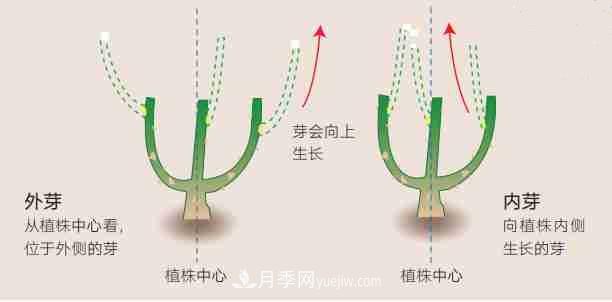 月季栽培養(yǎng)護(hù)指南，手把手教你冬季大花月季的修剪方法(圖2)