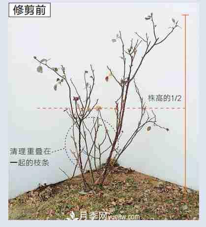 月季栽培養(yǎng)護(hù)指南，手把手教你冬季大花月季的修剪方法(圖4)