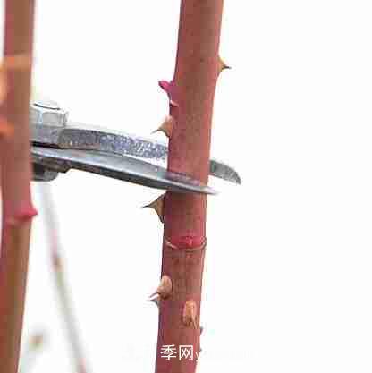 月季栽培養(yǎng)護(hù)指南，手把手教你冬季大花月季的修剪方法(圖7)