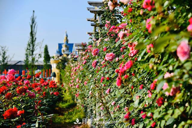 都江堰玫瑰花溪谷，打造中國(guó)美麗月季花海(圖1)