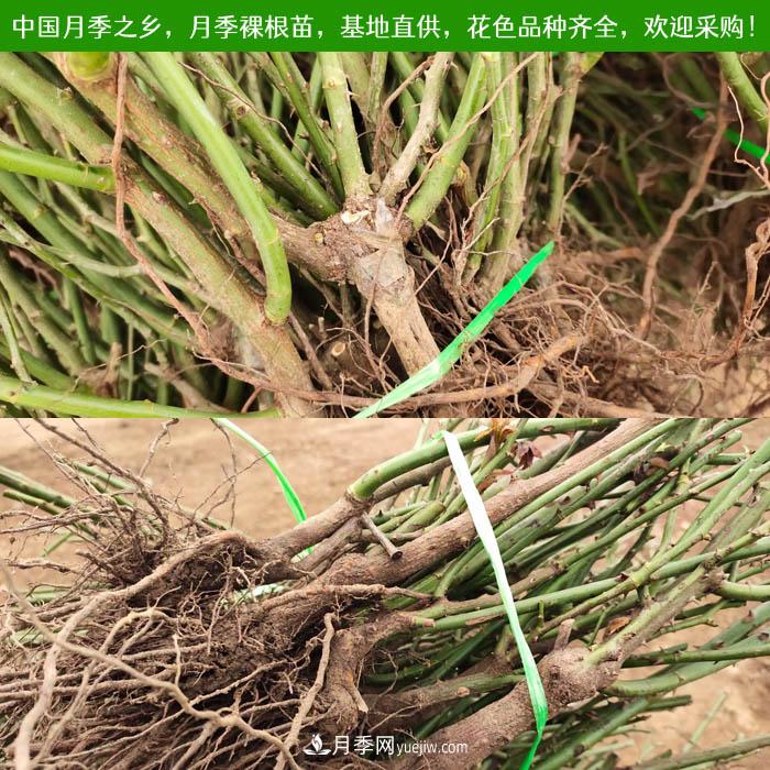 月季裸根苗批發(fā)，南陽(yáng)月季繁育基地直供(圖1)