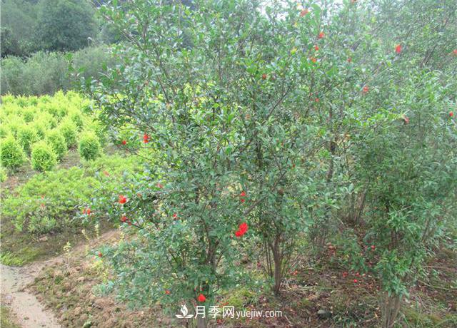 4個(gè)潮流綠化樹(shù)，樹(shù)狀月季超高性價(jià)比，打造盛夏花園(圖3)
