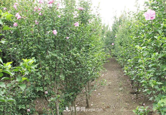4個(gè)潮流綠化樹(shù)，樹(shù)狀月季超高性價(jià)比，打造盛夏花園(圖4)