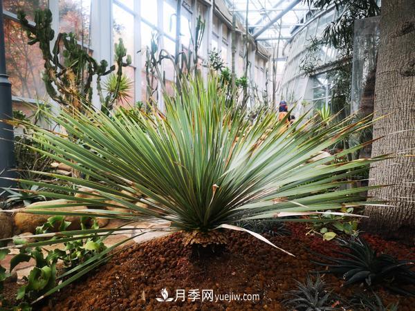 12種稀奇植物首次落戶鄭州植物園，免費對外展覽(圖2)