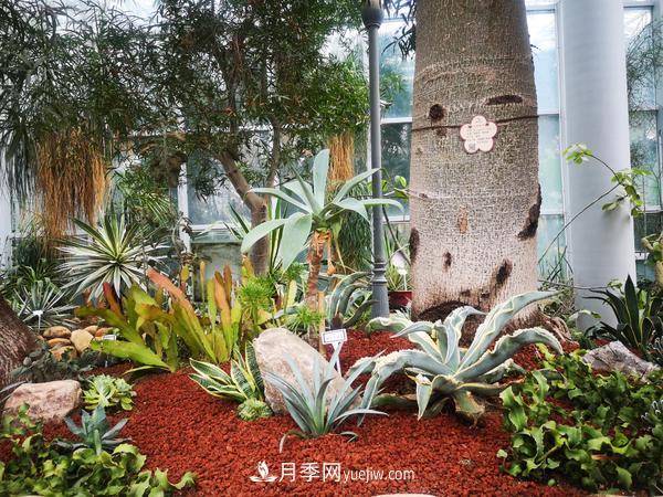 12種稀奇植物首次落戶鄭州植物園，免費對外展覽(圖3)