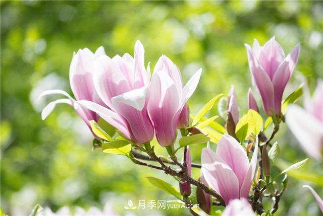 中國***香的五種花排名，我愛白玉蘭(圖1)