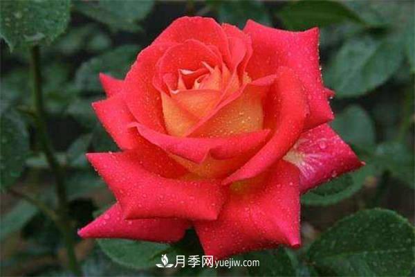 抗病性強(qiáng)勤花的2個(gè)月季經(jīng)典品種(圖1)