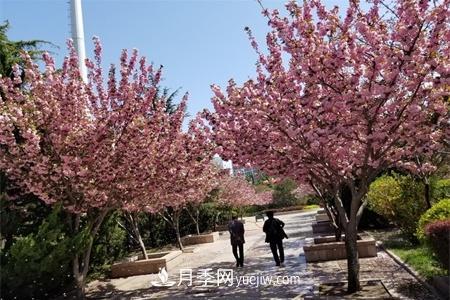 淮安適合養(yǎng)什么花，市花和市樹(shù)是什么(圖1)