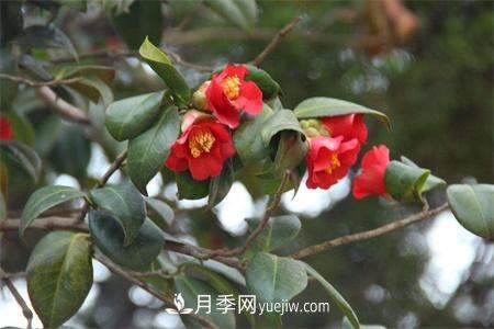 溫州適合養(yǎng)月季，市花和市樹是什么(圖1)