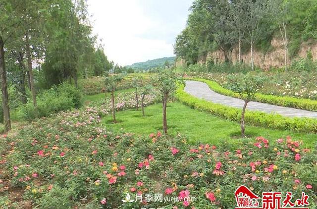 天水適合養(yǎng)月季，市花和市樹是什么(圖1)