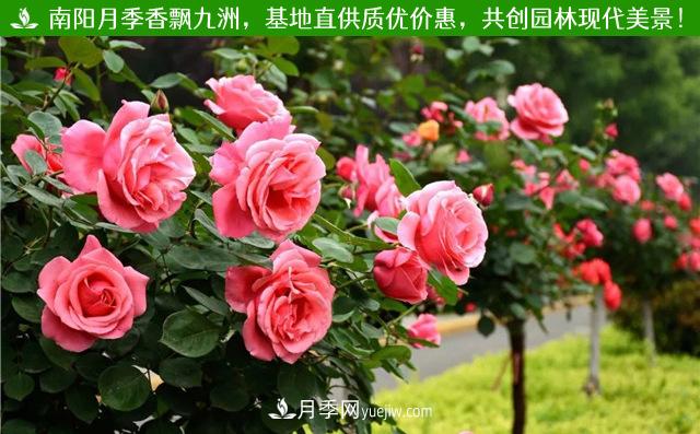 湖北紅色樹狀月季(圖1)