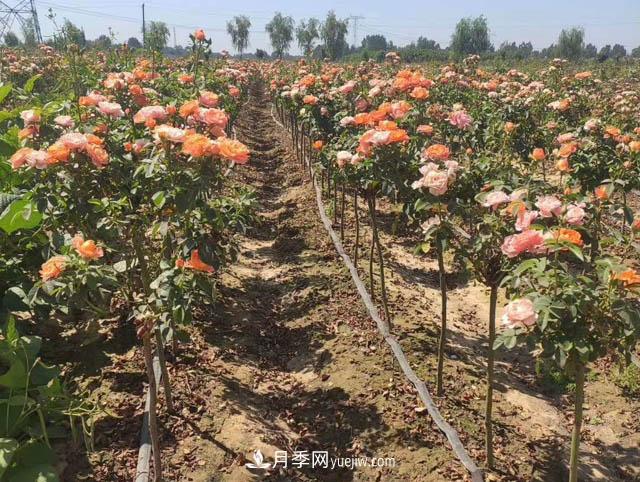 嫁接樹(shù)狀月季可以用什么月季品種？(圖2)