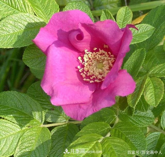 玫瑰和月季怎么區(qū)分？***簡(jiǎn)單的方法是什么？(圖1)