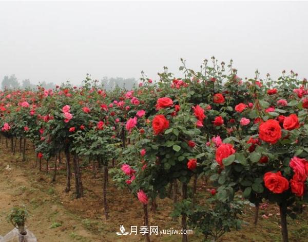樹狀月季，南陽樹狀月季種植基地(圖1)