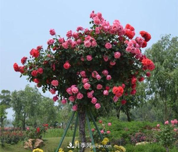 樹狀月季，南陽樹狀月季種植基地(圖3)