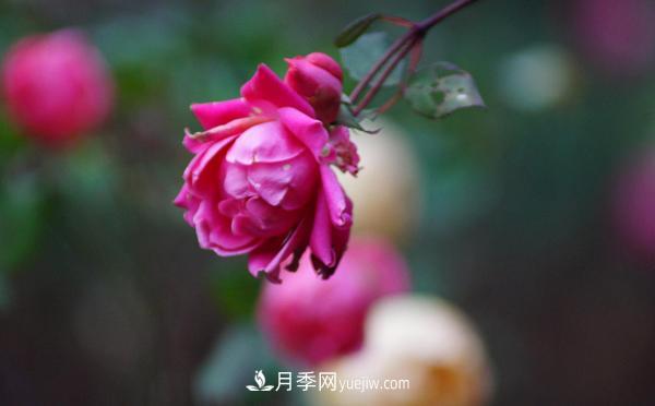 3公分月季總是深受人們的喜愛(ài)，原因是什么呢？(圖1)