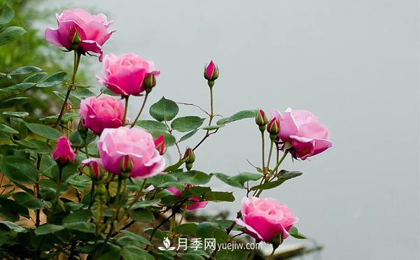 在種植大花月季要滿足哪些條件？(圖1)