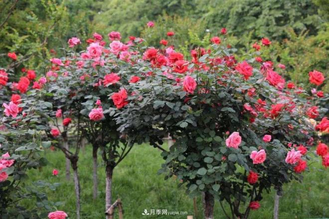 怎樣讓樹狀月季快速康復(fù)強(qiáng)健你知道么？(圖1)