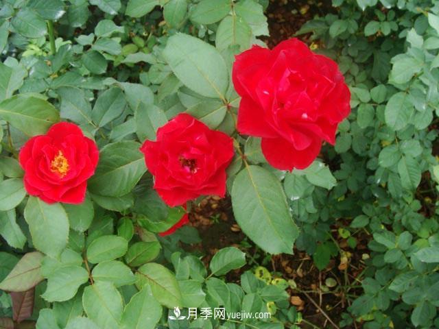 藤本月季在個(gè)性布置中很常見(jiàn)，它的移栽定植是什么？(圖1)