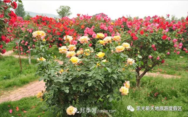 新余凱光植物園，新余人看月季的好地方(圖2)