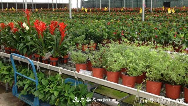 十條扶持政策，身為苗木人，你一定要知道(圖3)