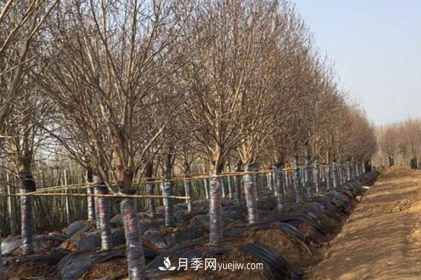 廣玉蘭和白玉蘭的區(qū)別，不同與相同之處(圖4)