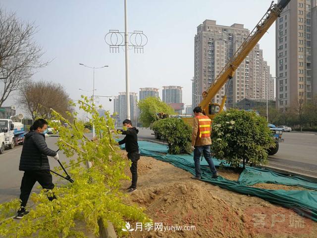 新鄉(xiāng)道路綠化升級(jí)喜現(xiàn)彩色樹，樹狀月季來了(圖1)
