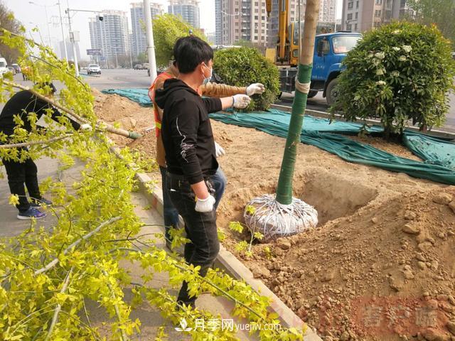 新鄉(xiāng)道路綠化升級(jí)喜現(xiàn)彩色樹，樹狀月季來了(圖2)