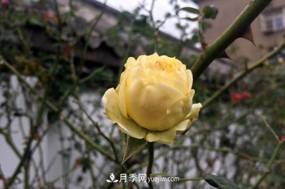 連云港市海州街道，月季好比臘梅花(圖3)