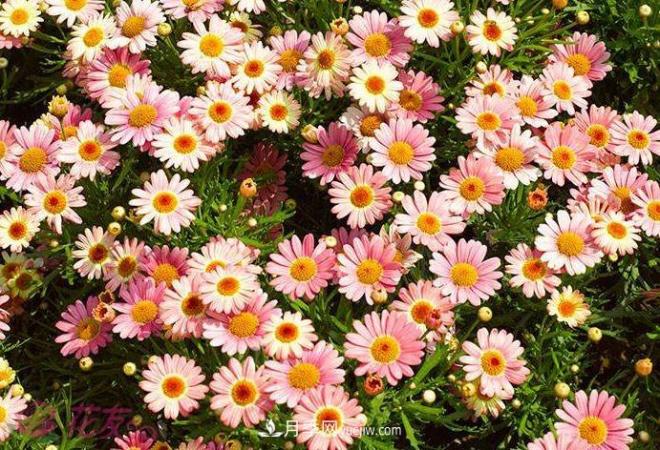 瑪格麗特花能活幾年？怎么買一棵活百年？(圖1)