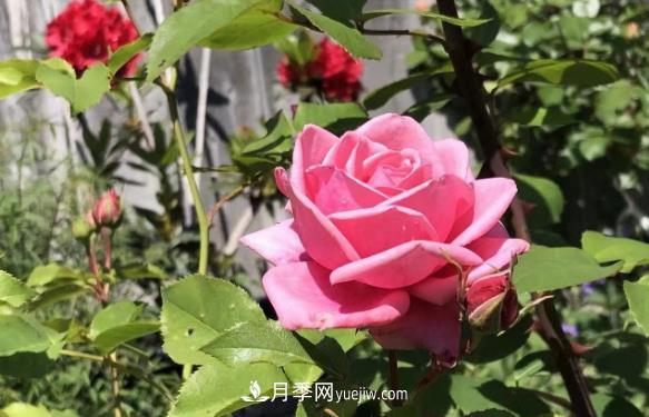 癡迷花花草草，月季讓我愛(ài)不釋手(圖2)