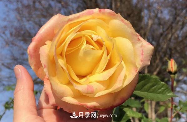 癡迷花花草草，月季讓我愛(ài)不釋手(圖1)
