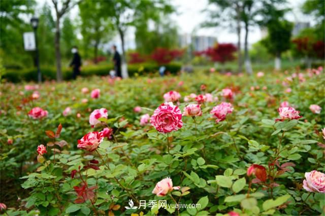 2021年月季苗木市場(chǎng)將迎來(lái)重大升級(jí)(圖3)