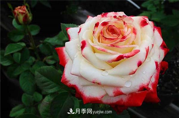 法拉皇后月季，一個優(yōu)秀的小眾月季(圖2)