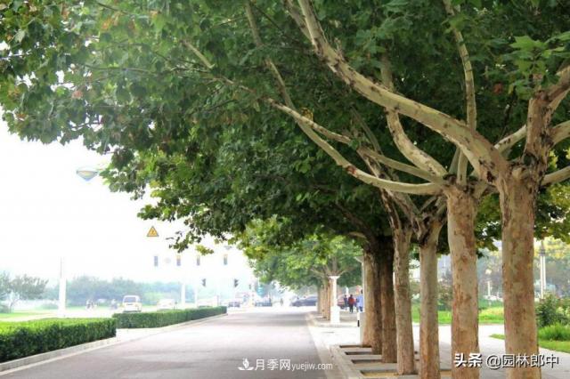 園林綠化中常用的法國(guó)梧桐，與古人詩詞中的梧桐是一種樹么？(圖1)